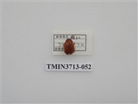 藏品(金龜子科)的圖片